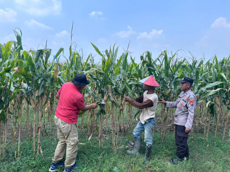 Polsek Prambon Cek Lahan Jagung di Desa Bulang