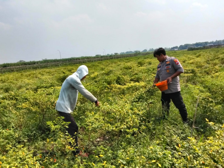 Polisi Cinta Petani Panen Cabai Bareng, Wujud Nyata Dukung Ketahanan Pangan Polresta Sidoarjo