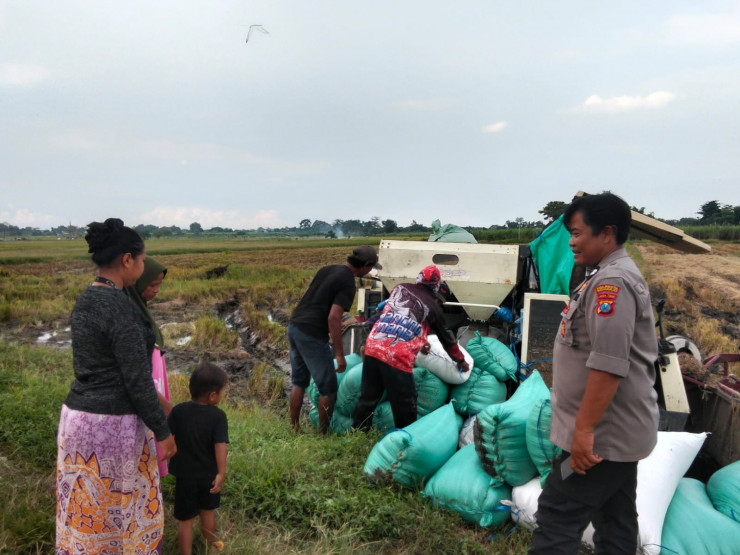 Polisi Cinta Petani, Polisi di Prambon Apresiasi Hasil Panen Padi
