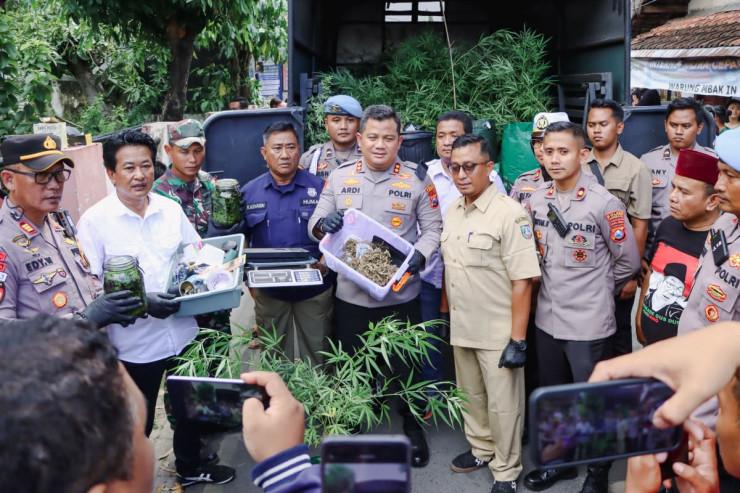 Polres Jombang Bongkar Budidaya Ganja di Rumah Kontrakan,110 Batang Disita